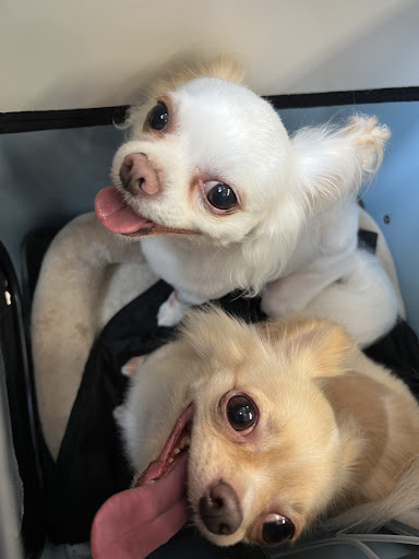 Photo from customer review